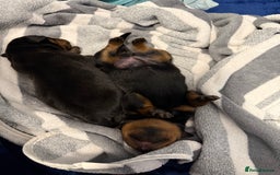 Rottweiler dogs for sale: Rottweiler puppies  - Image 18