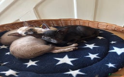 Siamese cats for sale: SIAMESE and ORIENTAL KITTENS - Advert 20