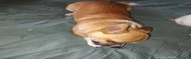 Chihuahua 1 peanut 