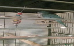 Parrots birds for sale: parrot daisy 2 years old  - Image 2