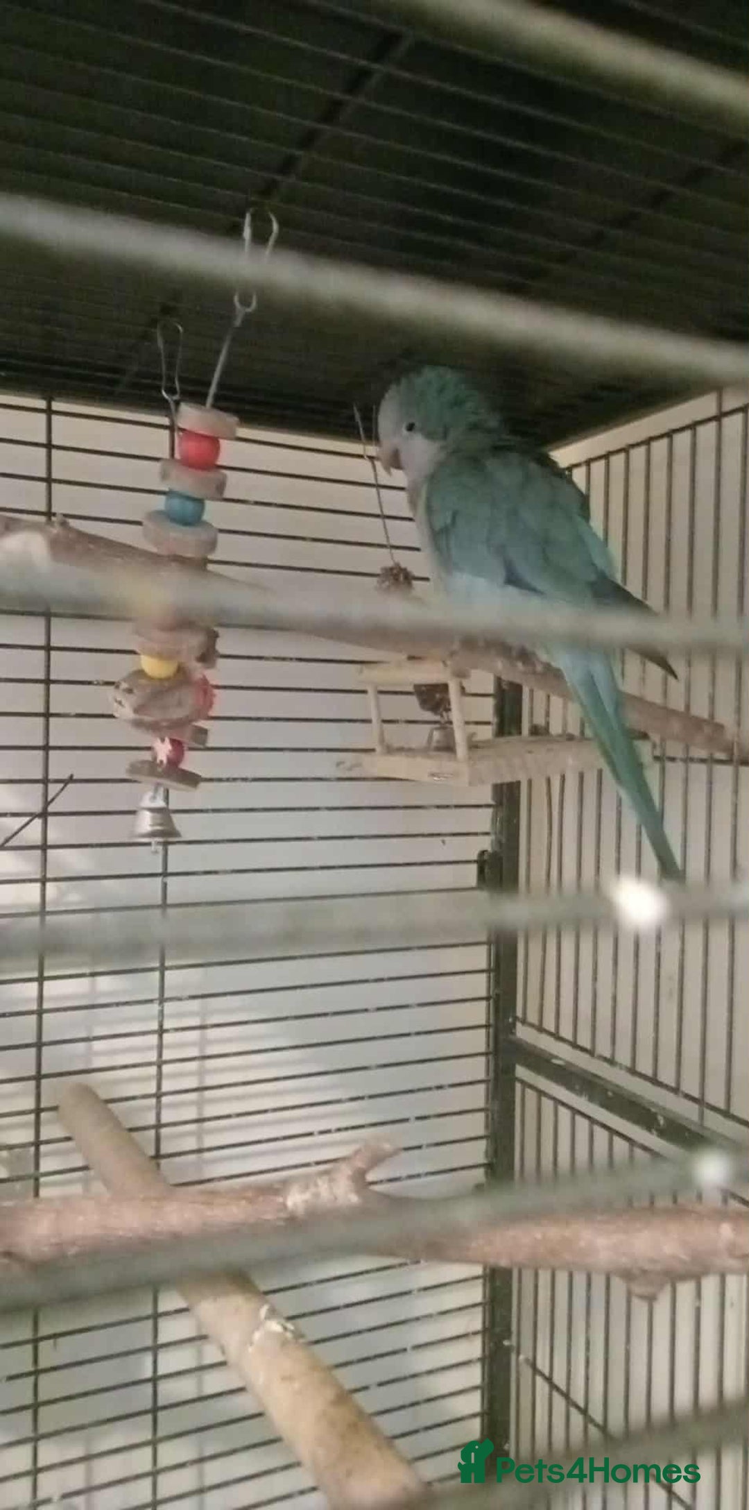 Parrots birds for sale: parrot daisy 2 years old  - Image 2