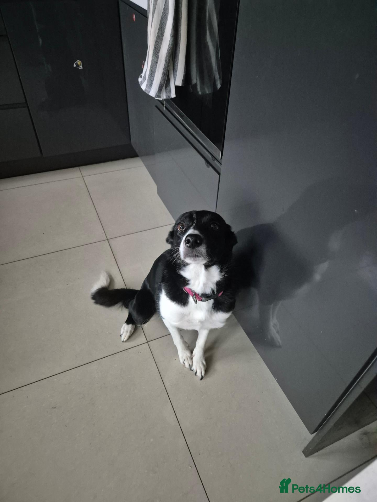 Border Collie dogs for sale: Beautiful Border collie - Advert 13
