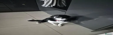 Border Collie 1