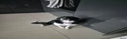 Border Collie dogs for sale: Beautiful Border collie - Advert 1