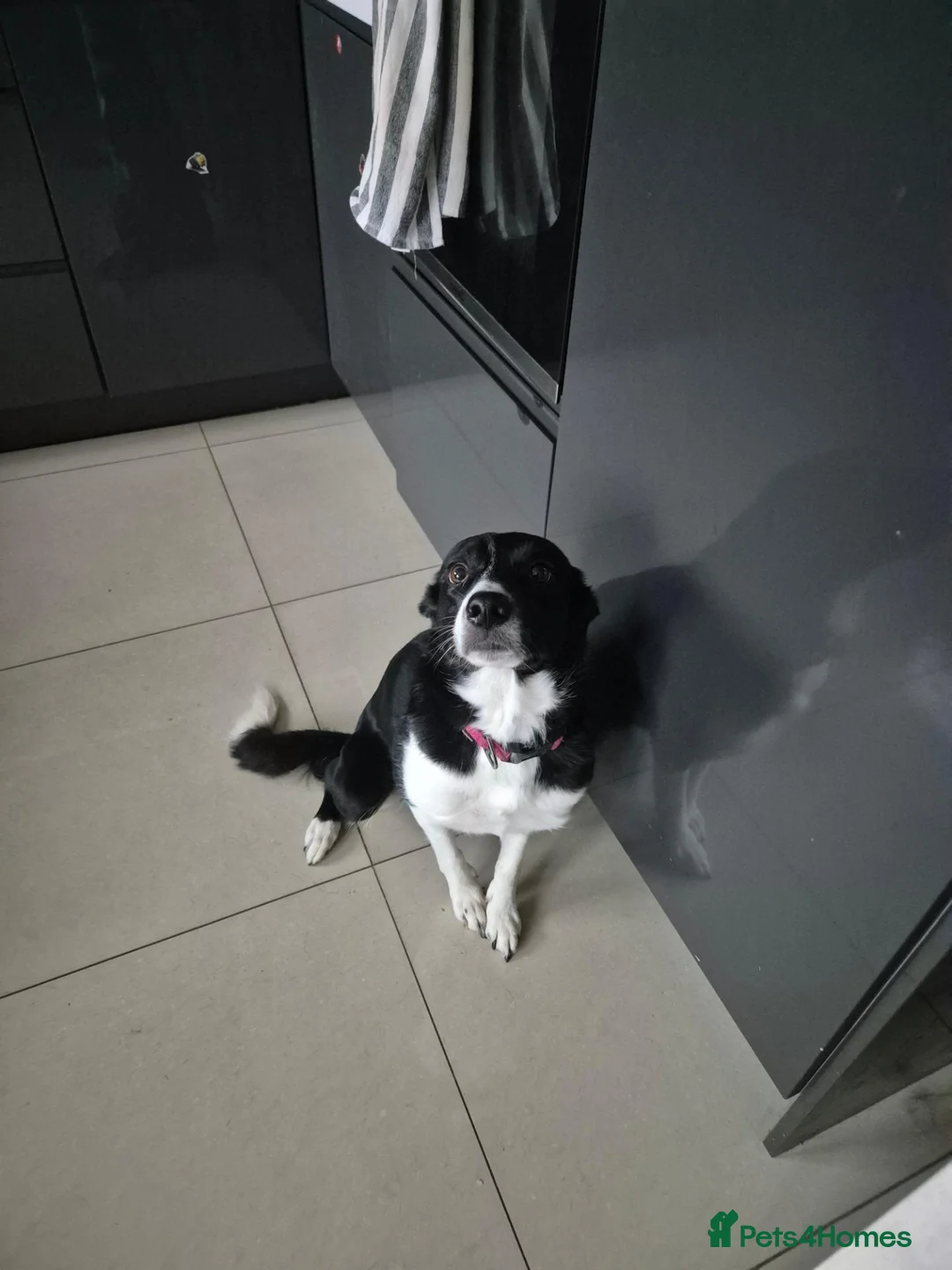 Border Collie dogs for sale: Beautiful Border collie - Advert 1