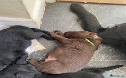 Flat coated Retriever dogs for sale: FLATCOATED RETRIEVER PUPPYS  - Image 2