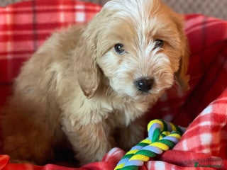 Cockapoo dogs Adorable cockapoo pups - Advert 12