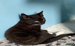 Mixed Breed cats for sale: 2 boys 1 girl left - Image 24
