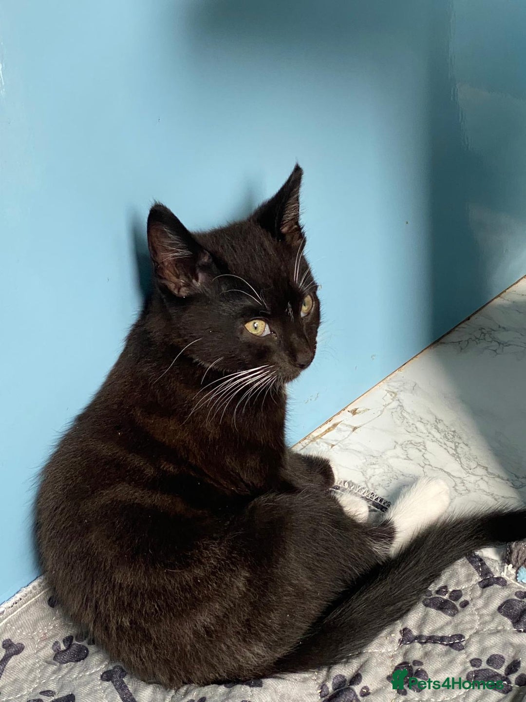 Mixed Breed cats for sale: 2 boys 1 girl left - Image 24