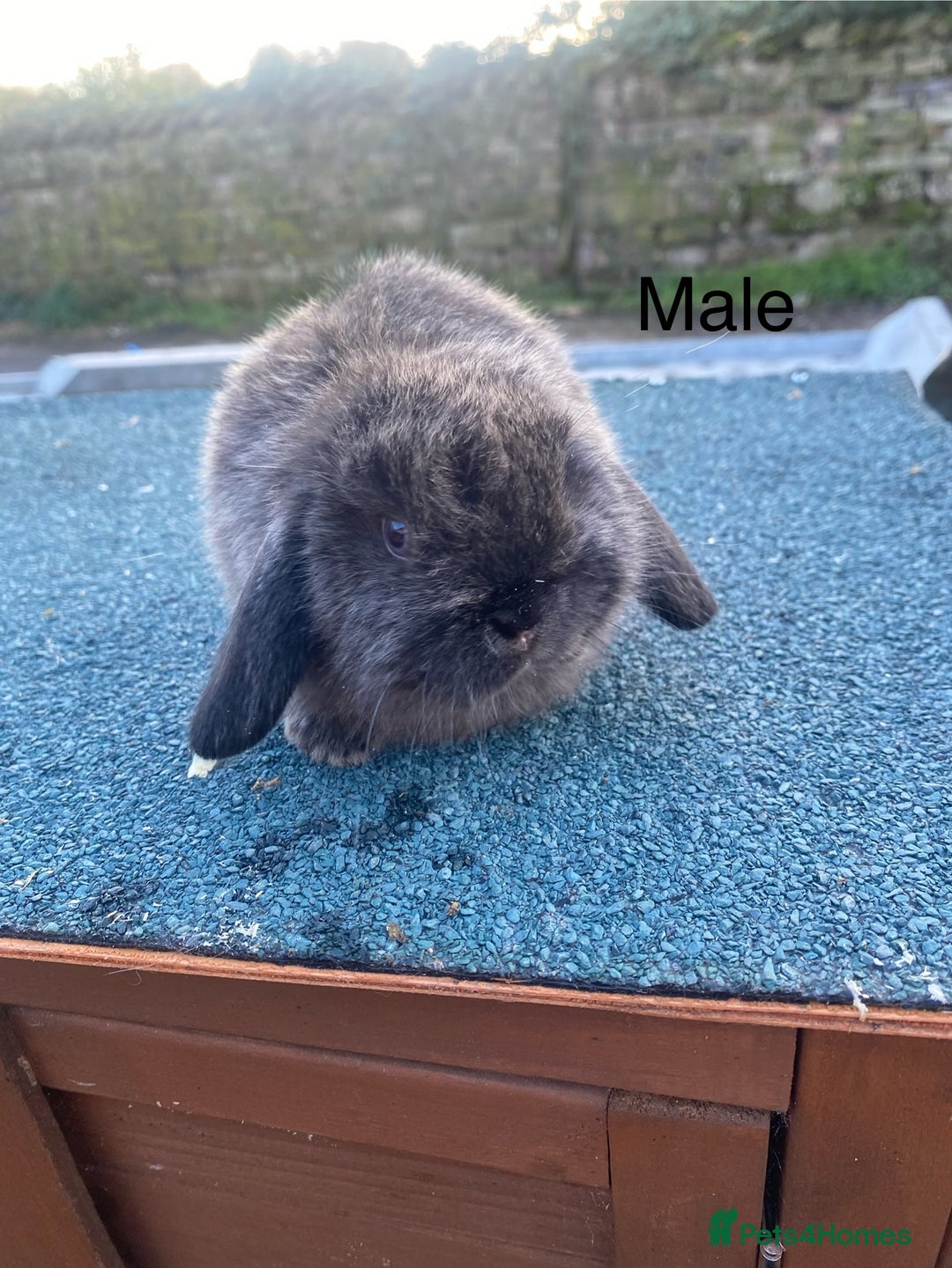 Mini Lop rabbits for sale: Mini lops - Image 1
