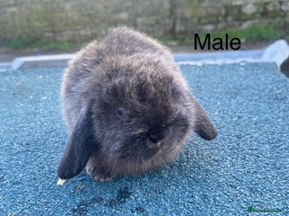 Mini Lop rabbits - Advert 1