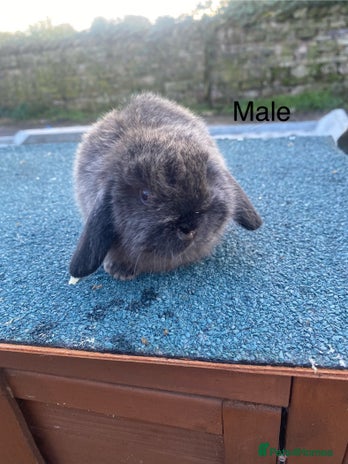 Mini Lop rabbits - Advert 4