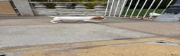 Pointer dogs for sale: Pointer pups | Working & Champion Bloodlines  - Advert 20