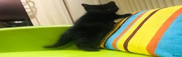 Mixed Breed cats for sale: Kittens for sale ,mixed breed, wonderful behaviour - Advert 34