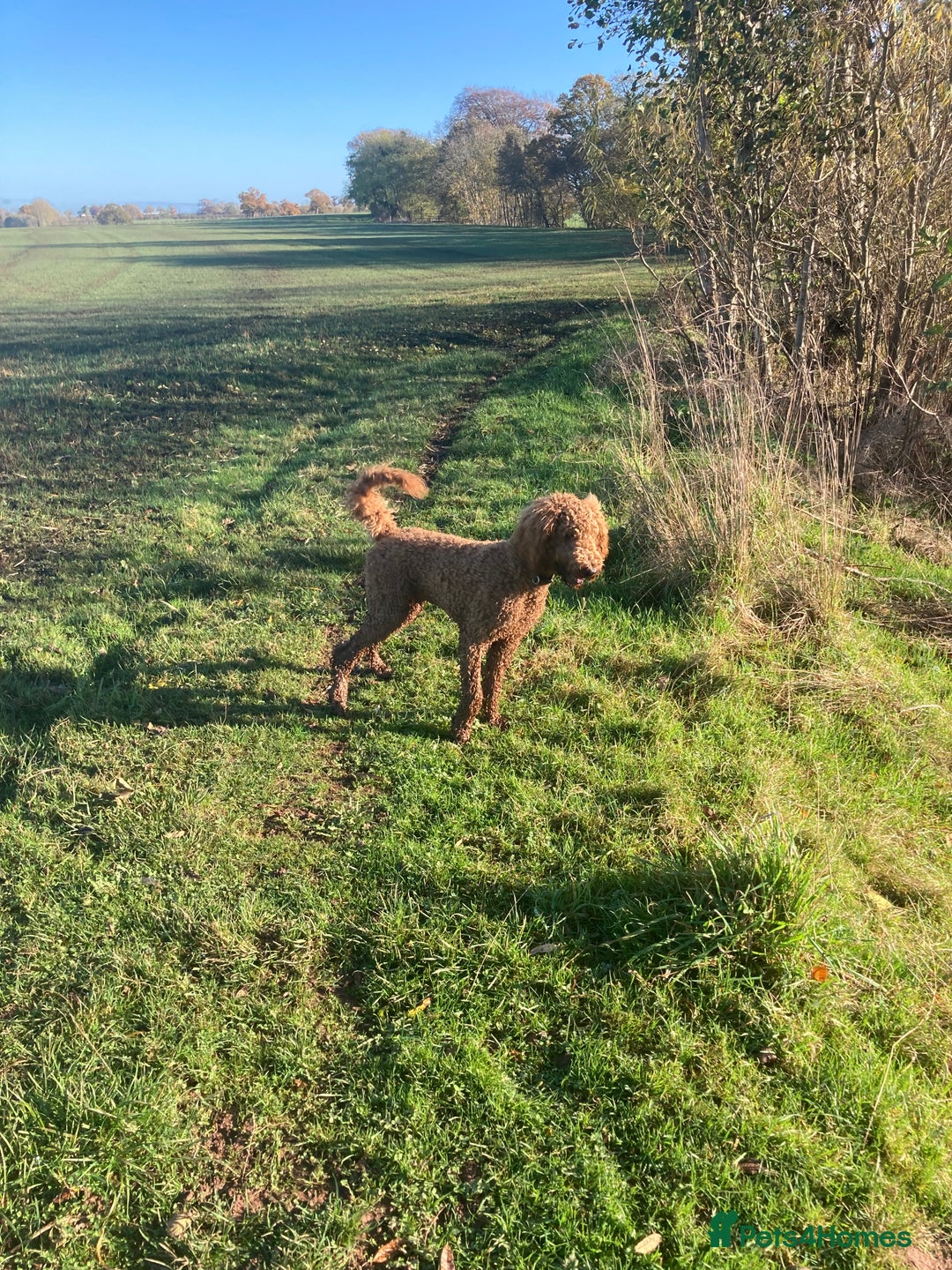 Standard Poodle dogs for stud: Gorgeous red standard poodle Trigger - Advert 5
