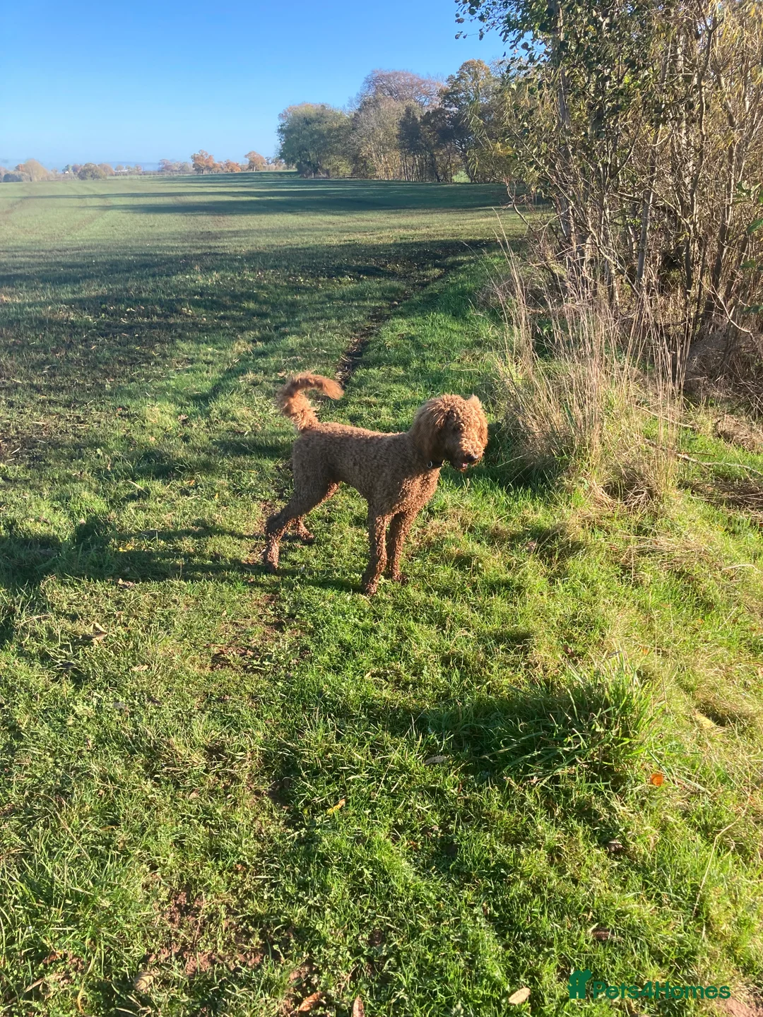 Standard Poodle dogs for stud: Gorgeous red standard poodle Trigger - Advert 5