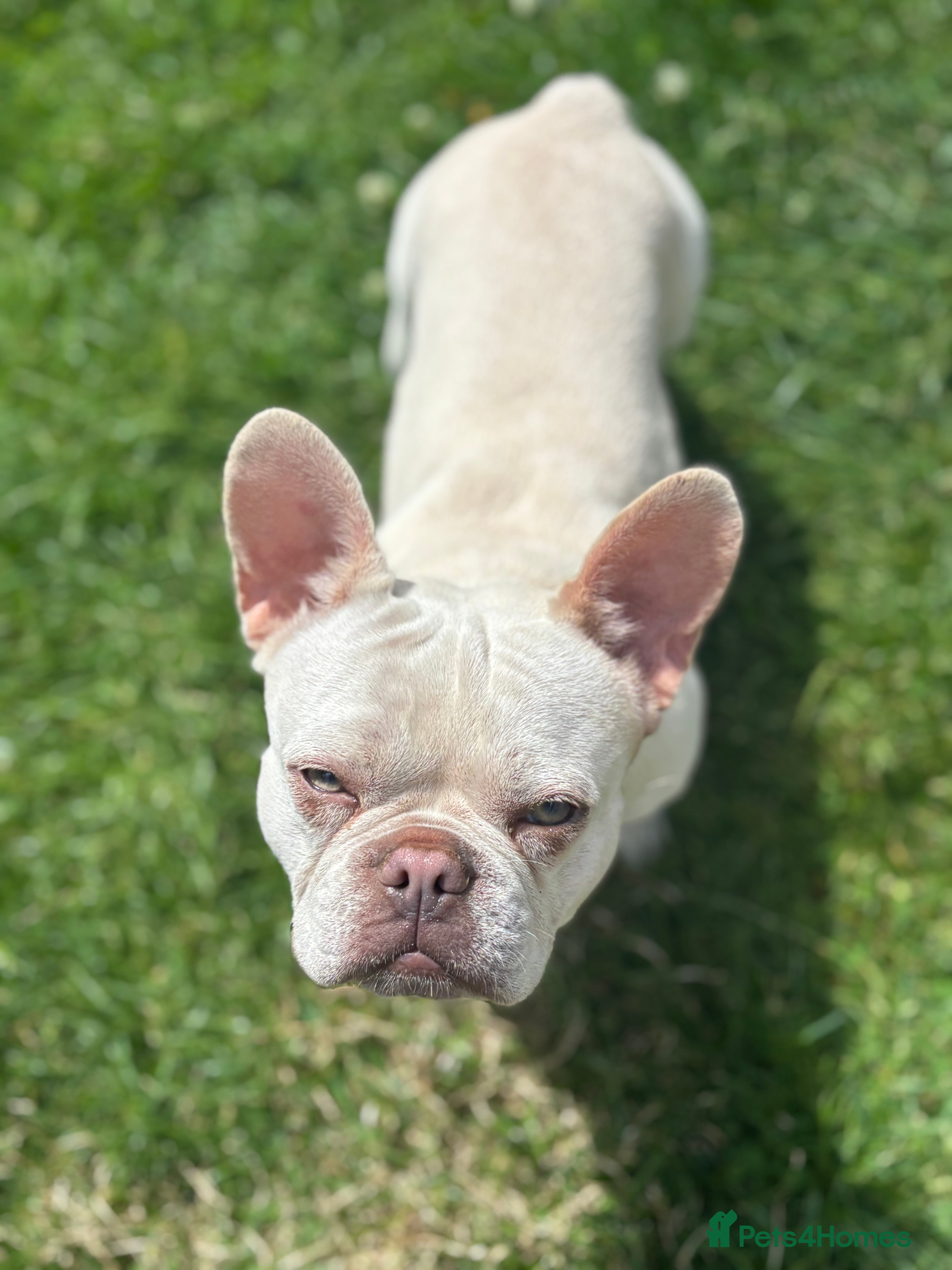 French Bulldog dogs 15 month old dog ready to go  - Advert 13