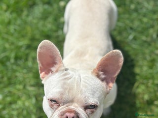 French Bulldog dogs 15 month old dog ready to go - Advert 1