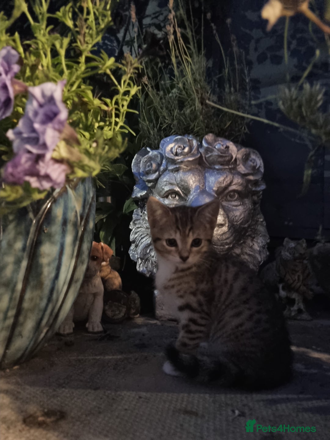 American Shorthair cats for sale: Gorgeous girl!!!🥰 - Image 14