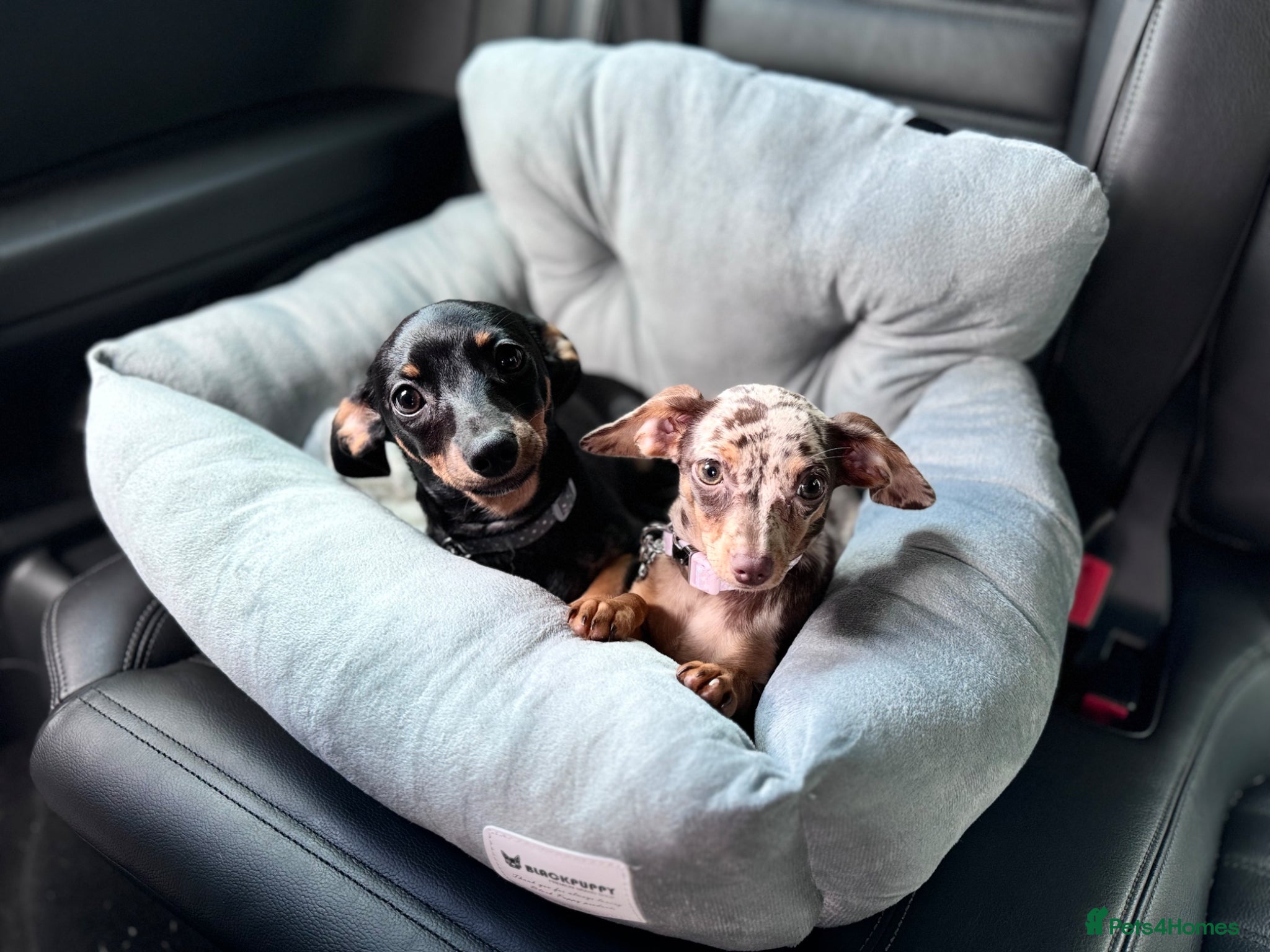Mixed Breed dogs Chiweenie brother and sister. MUST GO TOGETHER - Advert 6