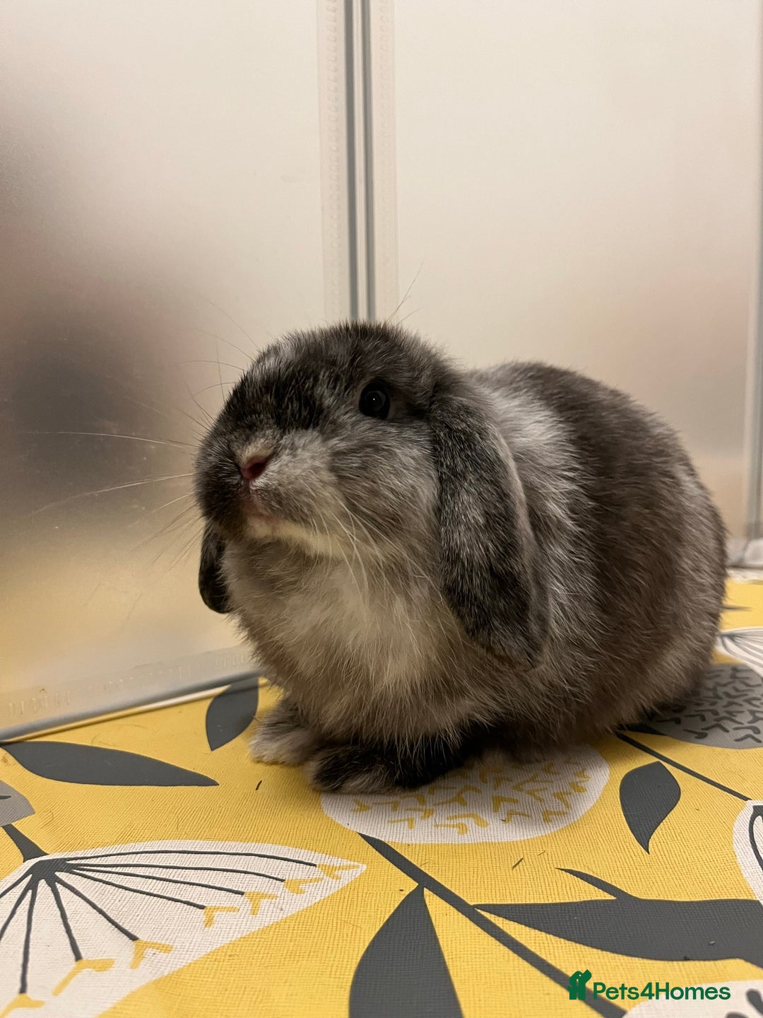 Mini Lop rabbits for sale: Earl Grey  - Image 1