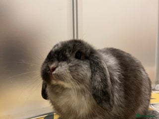 Mini Lop rabbits - Advert 26