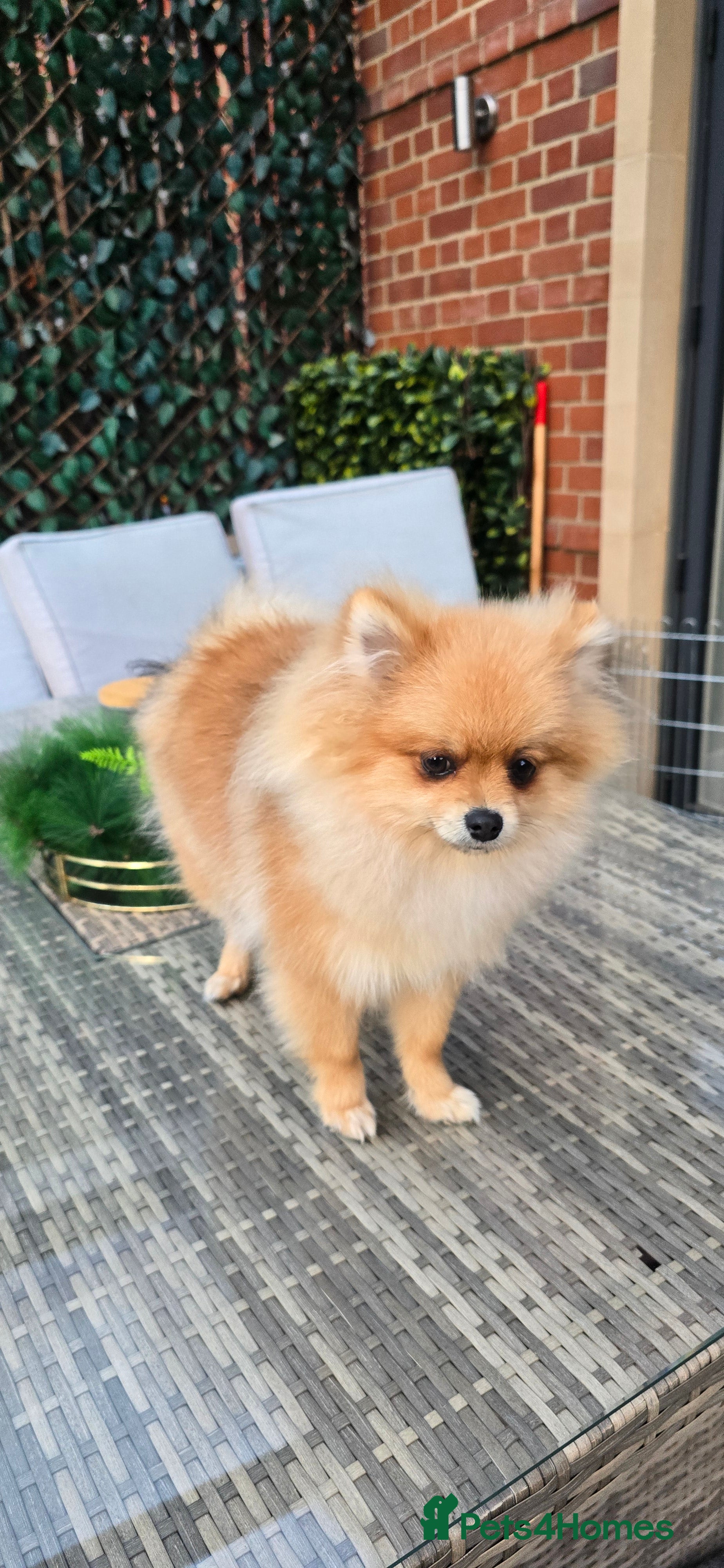 Pomeranian dogs Xclusive KC register pomeranian puppies - Advert 2