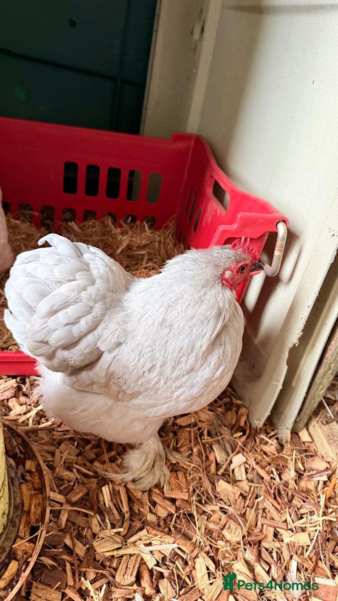 Chickens poultry Lavender cuckoo pekin bantam hens  - Advert 4