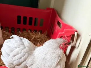 Chickens poultry Lavender cuckoo pekin bantam hens - Advert 4