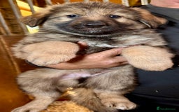 German Shepherd dogs for sale: 4 stunning german Shepherd pups. Very chunky.  - Image 7
