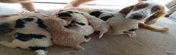 Cockapoo dogs for sale: Cockapoos in Stourport-on-Severn - Advert 14