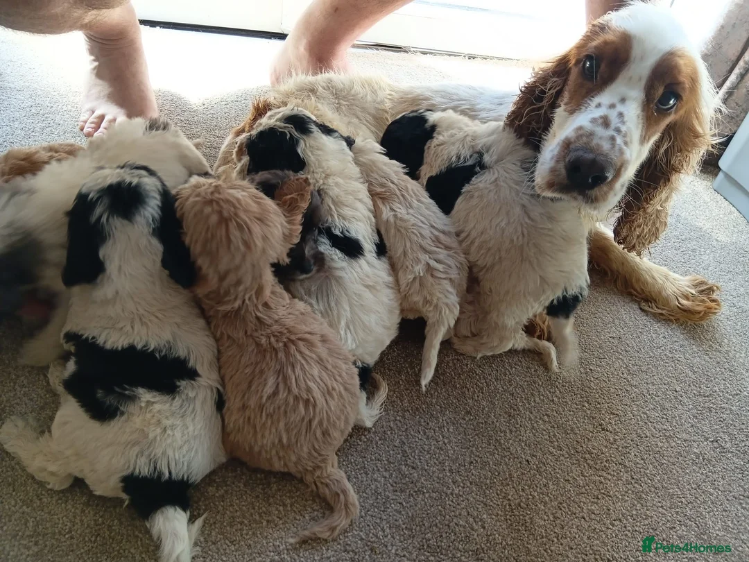 Cockapoo dogs for sale: Cockapoos in Stourport-on-Severn - Advert 14