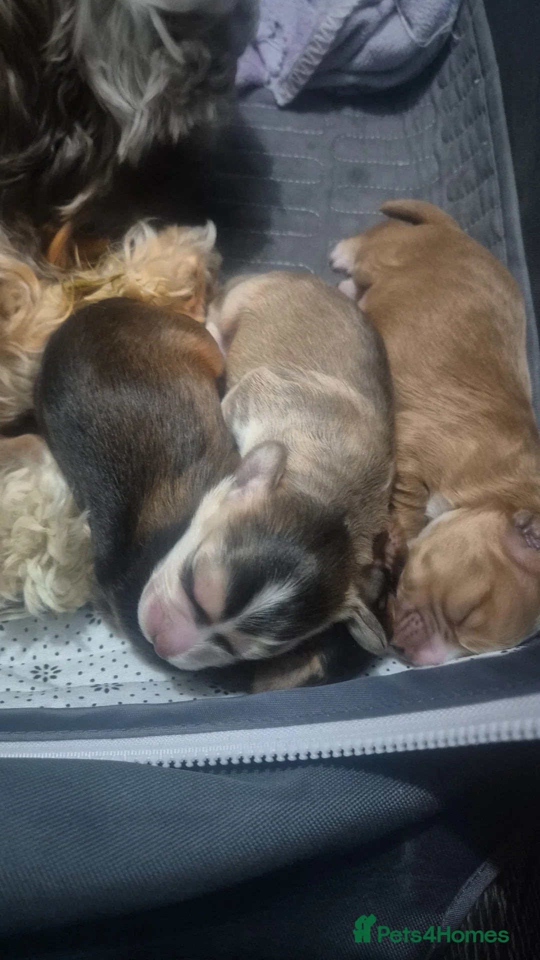 Cockapoo dogs for sale: Beautiful cockapoo puppies - Advert 24