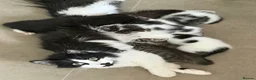 Maine Coon cats for sale: XL Russian Maine Coon X Standard longhair - Advert 2