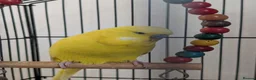 Budgerigars birds for sale: 2 Beautiful Budgies with Cage & Toys - Advert 3