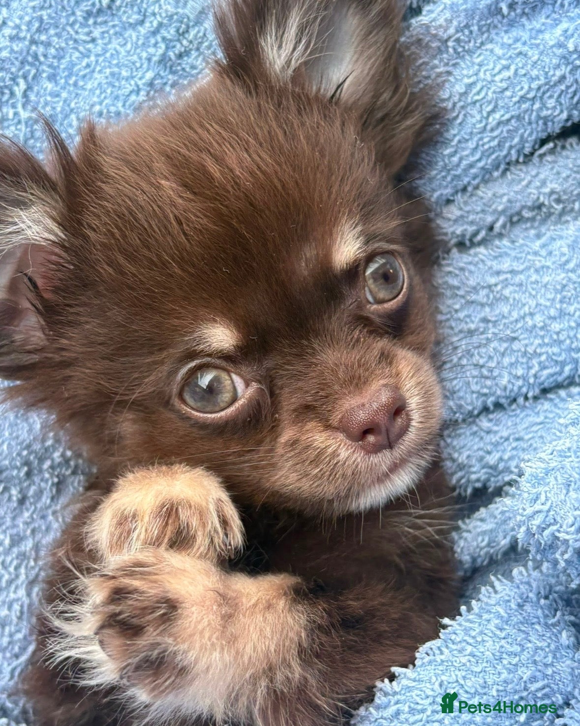 Chihuahua dogs Long Hair Chocolate Chihuahua Male - Advert 1