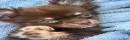 Chihuahua dogs for sale: Long Hair Chocolate Chihuahua Male in London - Advert 1
