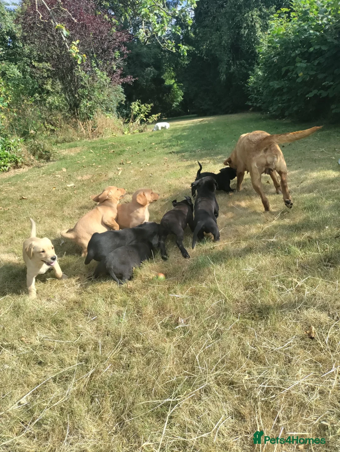 Labrador Retriever dogs for sale: Wonderful Labrador pups for sale  - Advert 2