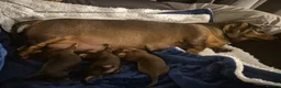 Miniature Dachshund dogs for sale: KC Miniature Dachshunds - Advert 8