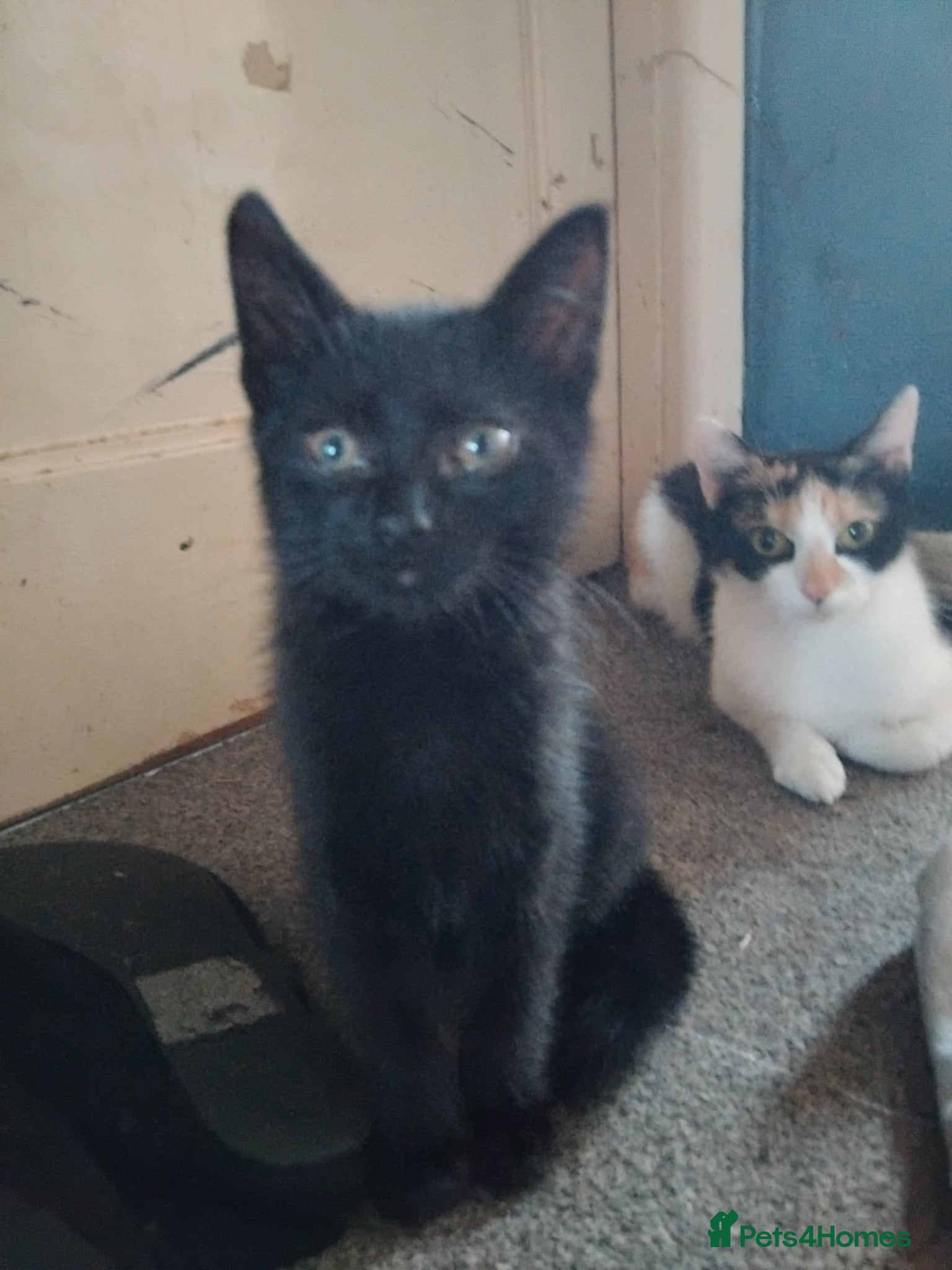 Mixed Breed cats for sale: 6 cute kittens  - Advert 3