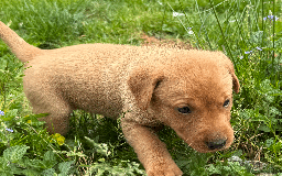 Labrador Retriever dogs for sale: Fox-red boys, pedigree, fully health-tested in Buxton - Image 13