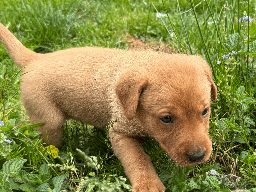 Labrador Retriever dogs for sale: Fox-red boys, pedigree, fully health-tested in Buxton - Image 13