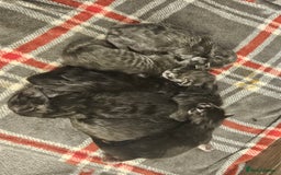 Maine Coon cats for sale: HIGH SILVER EHITE  GIRL ✨TICA REG BREEDER - Image 26