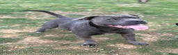 Staffordshire Bull Terrier dogs for sale:  Blue Staffordshire Bull Terrier Puppies Available - Advert 4