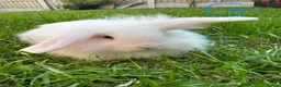 Lionhead rabbits for sale: Lionhead Rabbits for sale  - Advert 5