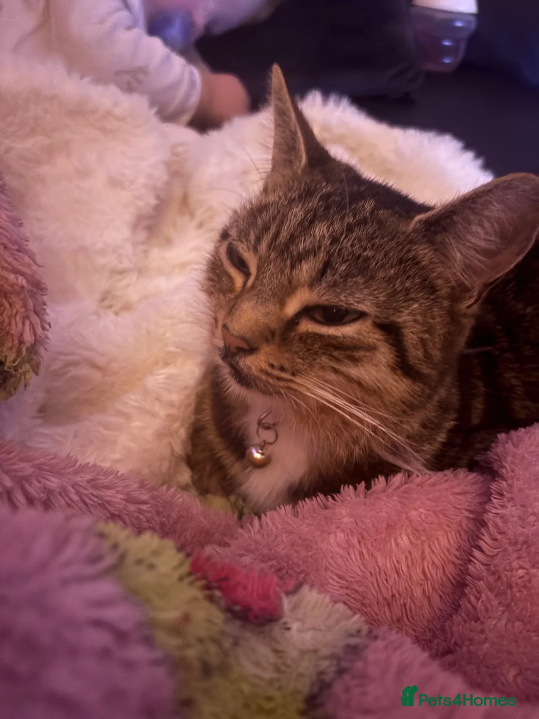 Mixed Breed cats for sale: 1 female kitten left sadly been let down.  in Morecambe - Advert 1