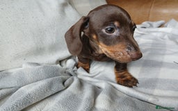 Miniature Dachshund dogs for sale: READY FOR NEW HOME Miniature Dachshund  - Image 8