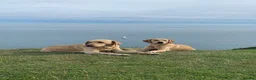 Labrador Retriever dogs for sale: Fox Red Puppies fully health tested FTCH lines in Swanage - Advert 9