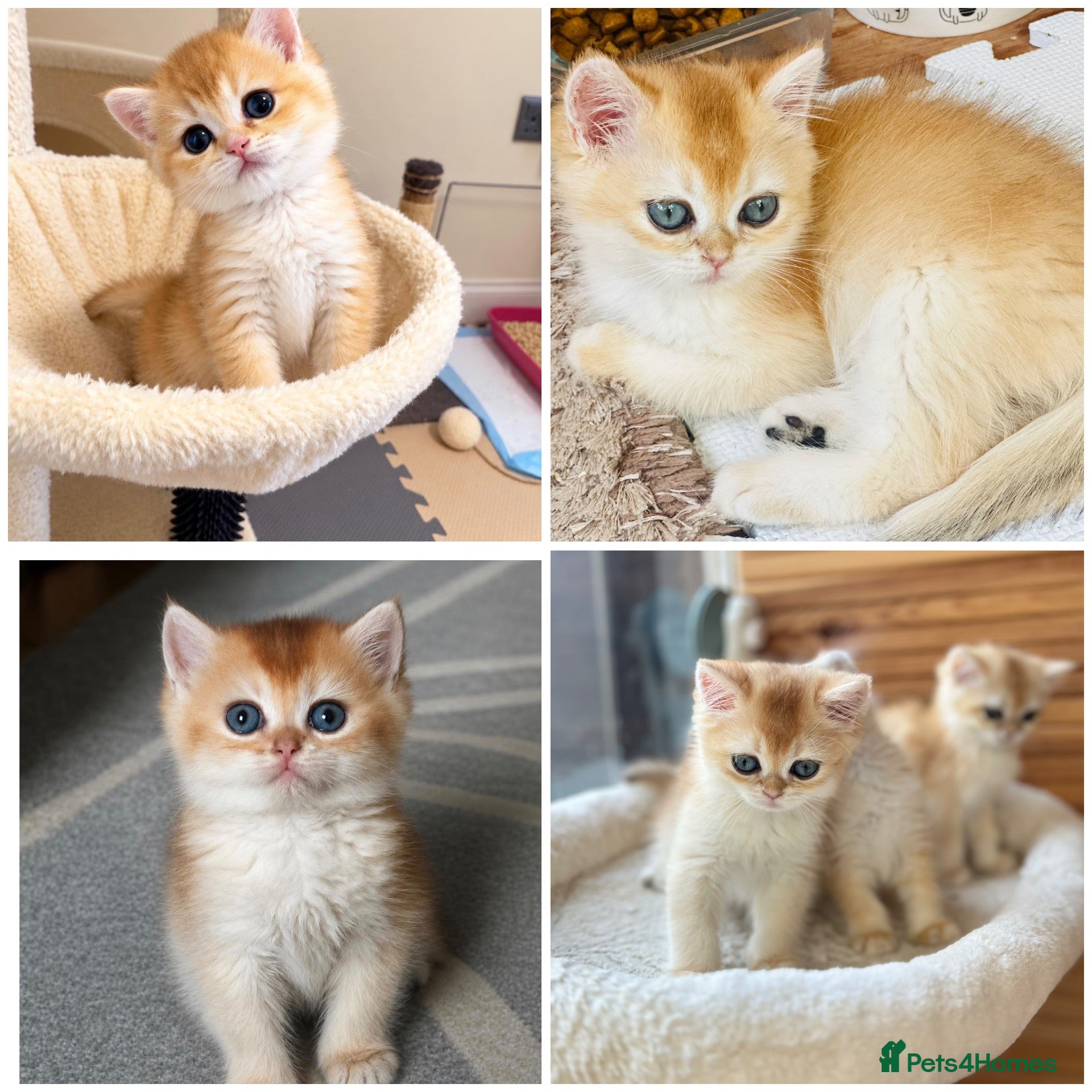 British Shorthair cats 🧡✨ BEAUTIFUL FLUFFY KITTEN – CHAMPION LINES ✨🧡 - Advert 1