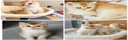 British Shorthair cats for sale: 🧡✨ BEAUTIFUL FLUFFY KITTEN – CHAMPION LINES ✨🧡 - Advert 1